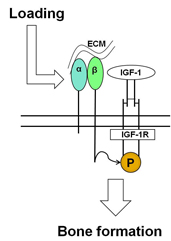 Interaction Between IGF-1 and Integrin Signaling in the Response of Bone to Mechanical Load (Postdoctoral Fellowship)